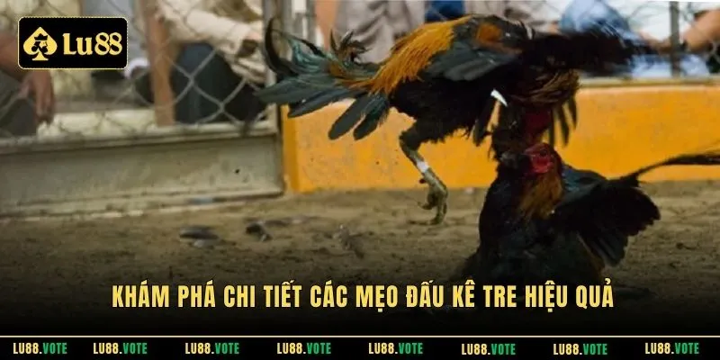 Khám phá chi tiết các mẹo đấu kê tre hiệu quả