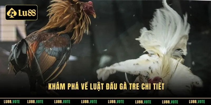 Khám phá về luật đấu gà tre chi tiết