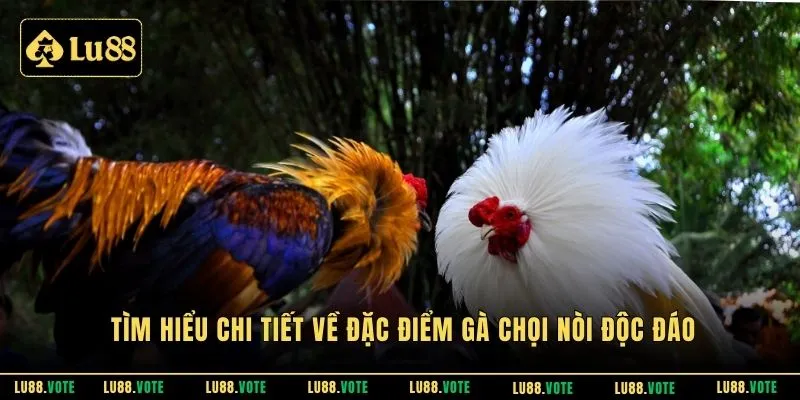 Tìm hiểu chi tiết về đặc điểm gà chọi nòi độc đáo