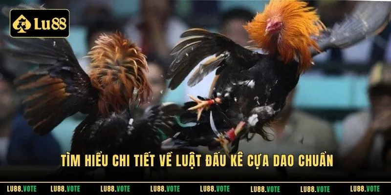 Tìm hiểu chi tiết về luật đấu kê cựa dao chuẩn